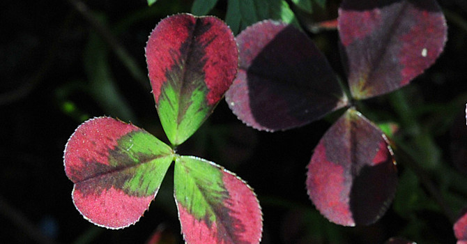 _Trifolium repens_ 'Purpurascens' i för mörk placering så blir bladen grönare.
Foto: Sylvia Svensson
