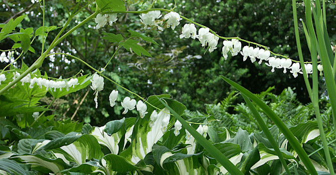 Brokfunkia, _Hosta undulata_, 'Variegata' tillsammans med vit löjtnantshjärta. Foto: Sylvia Svensson
