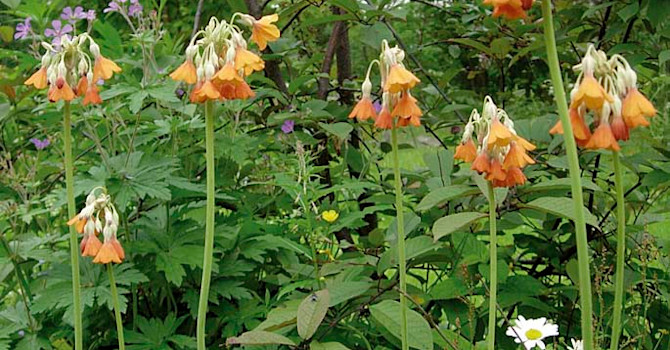 **4. Sommarviva**, _Primula florinde_ ´Rubra´, det här är bara en enda planta!