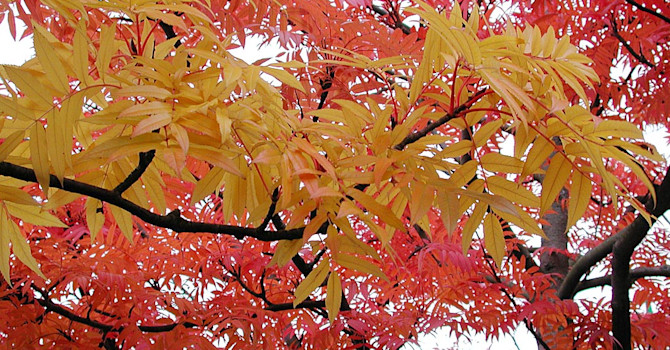 _Sorbus 'Dodong' E_.
Foto: Sylvia Svensson