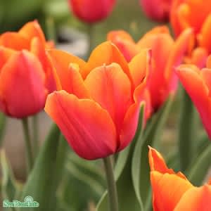 Triumphtulpan -Brown Sugar- Tulipa gesneriana