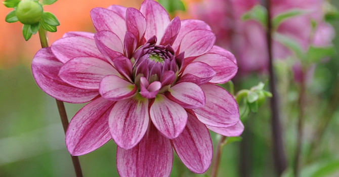 Dahlia 'Seduction'
Foto: Odla.nu
