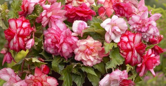 Begonia x tuberhybrida 'Pink Balcony'
Foto: Mr. Fothergill's