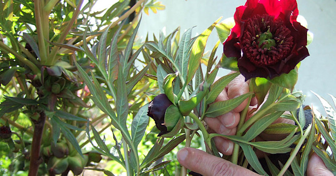 Dubbel röd småbuskpion, P. delavayi, av den rödblommiga gruppen, blomma
Foto: Sylvia Svensson