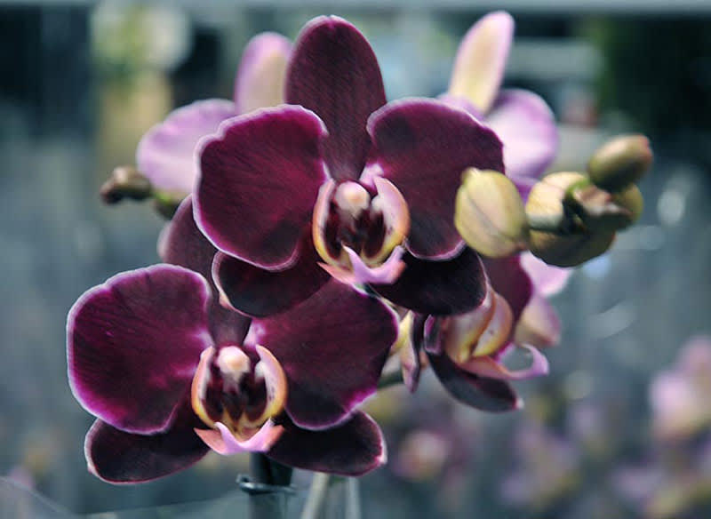 _Phalaenopsis_ 'Elegant Debora'