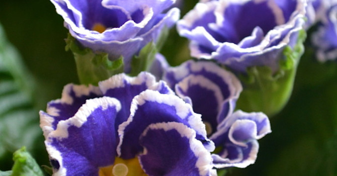 Primula Sirococco'
Foto: Blomsterfrämjandet