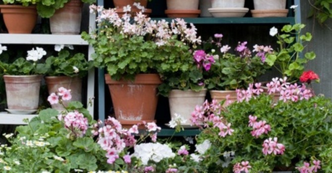 Blommande pelargoner är sommar! Rikedomen i doft, färg och form är stor.
Här kommer årets tio i topp lista för pelargoner! Foto: Blomsterfrämjandet