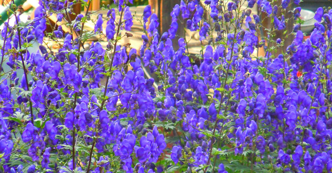 Stormhatt, _Aconitum x cammarum_, 'Spark's Variety´, en härdig och iögonfallande sensommarblommare. Foto: Sylvia Svensson