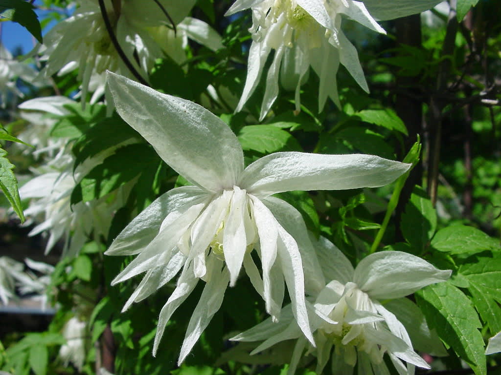 ’Albina Plena’ är en korsning mellan sibirisk klematis och japansk klematis. Mycket odlingsvärd tack vare av sin rika, vackra blomning och den sällsynt goda egenskapen att remontera.
