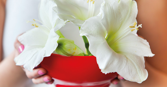 Vita amaryllis i röd skål - enkelt, effektfullt och mycket uppskattat!
Foto: Blomsterfrämjandet