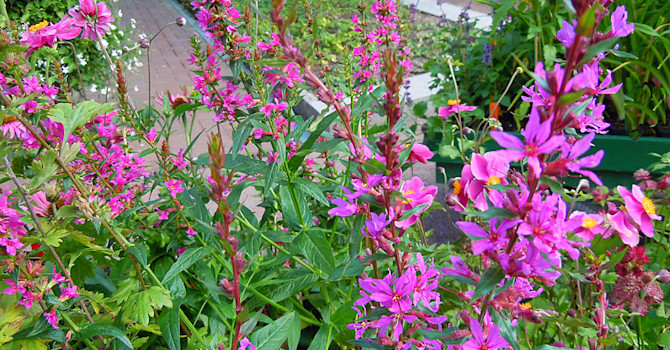 Fackelblomster 'Dropmore 'Purple'.