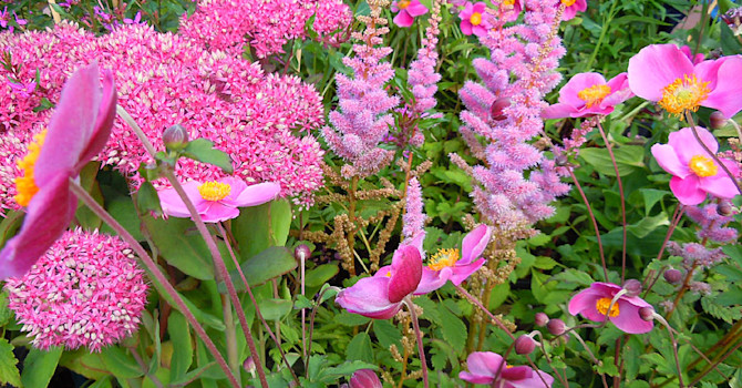 På bilden ses _Anemone hupehensis_ 'Praecox', astilbe 'Maggie Daley' och Hylotephium 'Mr Goodbud' mfl.
Foto: Sylvia Svensson