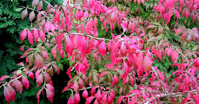 _Euonymus alatus_, vingbenved.