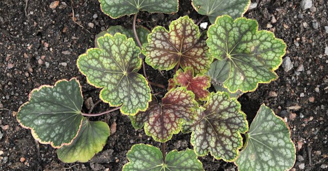 Alunrot, _Heuchera_ 'Beauty Colour'.
Foto: Sylvia Svensson
