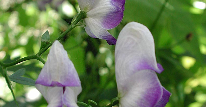_Aconitum x cammarum_ 'Bicolor', trädgårdsstormhatt.
Foto: Sylvia Svensson
