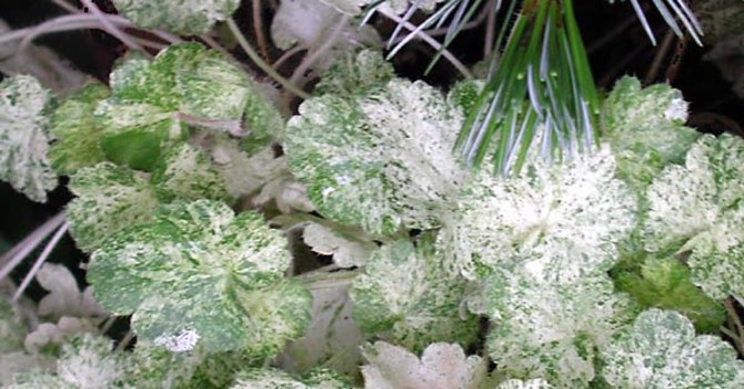 Alunrot, _Heuchera_ 'Monet'.
Foto: Sylvia Svensson