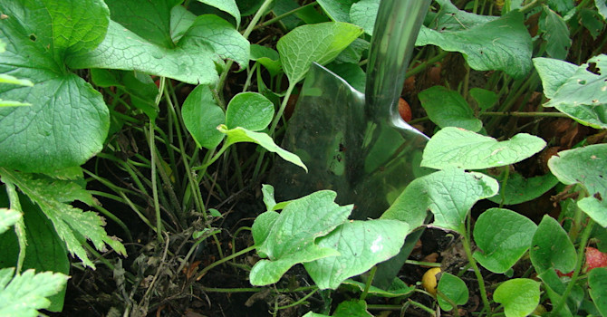Gräv lite runt plantan för att lära känna rötterna.