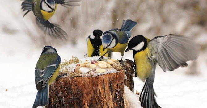En smarrig buffé fylld med fågelgotter kan orsaka rena huggsexan! Foto: Ingela Sevdin