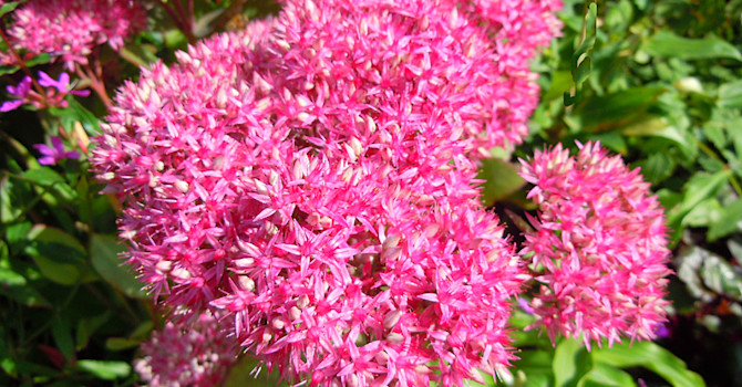 Kärleksört 'Mr Goodbud'.