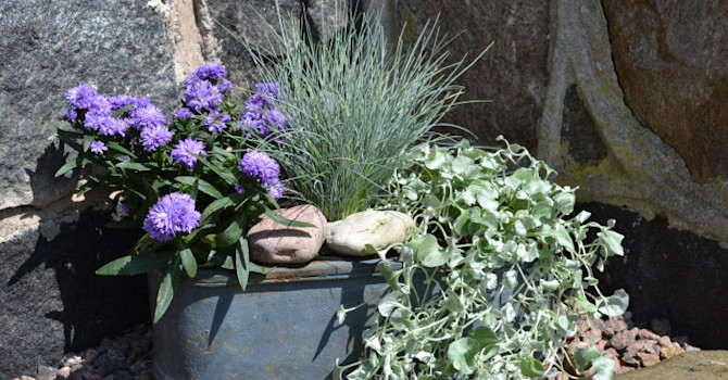 Blåsvingel, sommaraster och silvernjurvinda. Foto: Blomsterfrämjandet