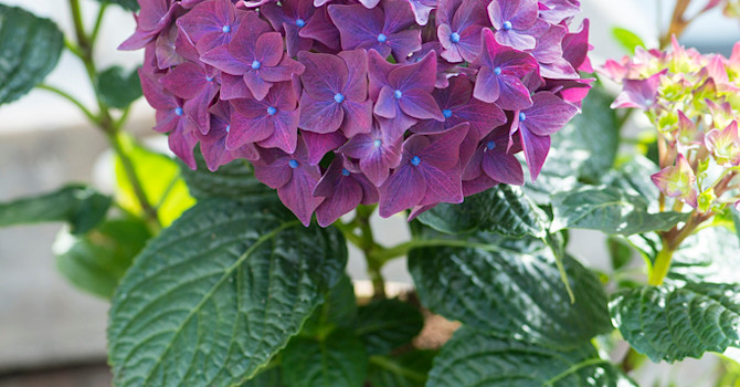 Härligt ljuv hortensia, _Hydrangea_ 'Deep Purple'. Foto: Claus Dalby