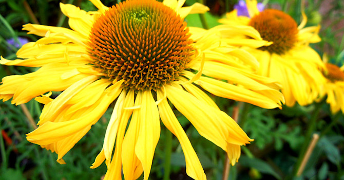 Solhatt, _Echinacea_ 'Daydream'.Foto: Sylvia Svensson
