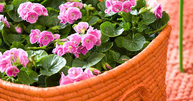 Populära pelargoner ute och inne, _Pelargonium_.