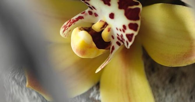 Cymbidium (_Cymbidium_).