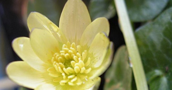 Svalört, _Ranunculus ficaria_, 'Salmon White'. Foto: Sylvia Svensson
