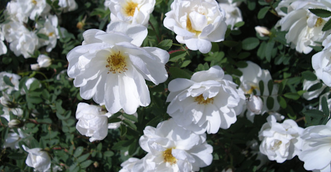 Buskros, Finlands vita ros, _Rosa pimpinellifolia_ 'Plena'.Foto: Sylvia Svensson