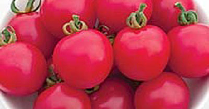 Tomat 'Pink Charmer'
Foto: Mr. Fothergill's