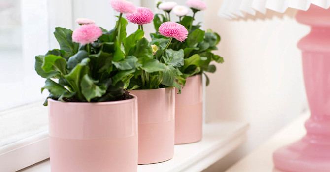 Bellis på fönsterbrädan
Foto: Floradania