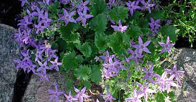 _Campanula poscharskyana_.
Foto: Bernt Svensson