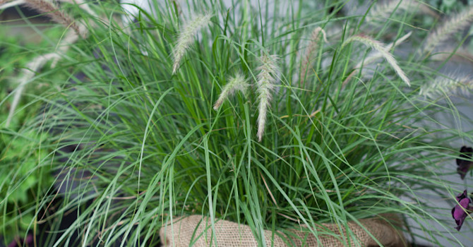 Pennisetum sataceum 'Green Fountain'. Foto: Blomsterfrämjandet
