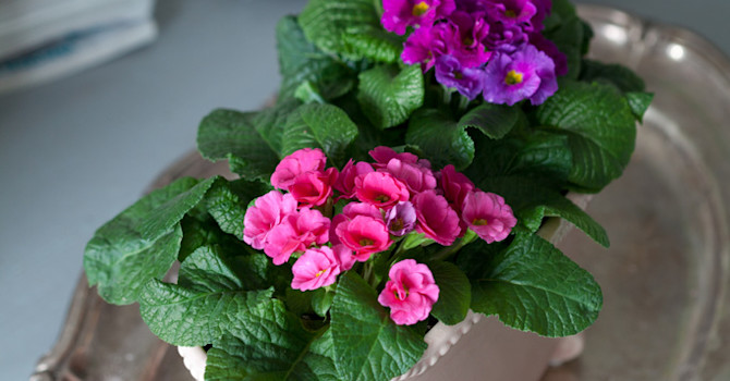 Fylldblommande jordviva är en mycket omtyckt vårblomma.
Foto: Blomsterfrämjandet/Minna Mercke Schmidt