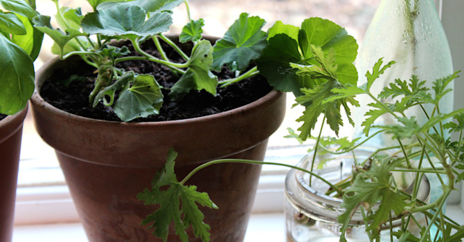 Nyplanterade pelargonsticklingar // Foto: Anna Theorin