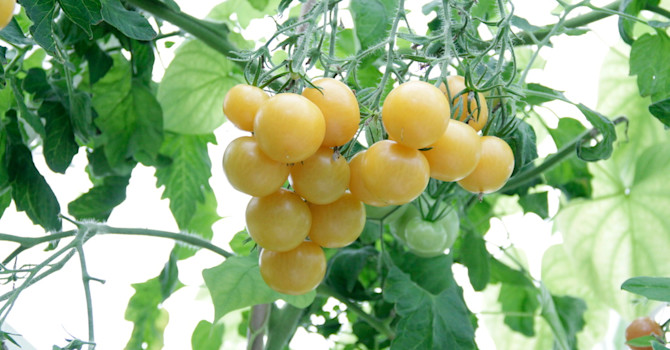 ’Wapsipinicon Peach’, en liten, välsmakande, gräddgul tomatsort.