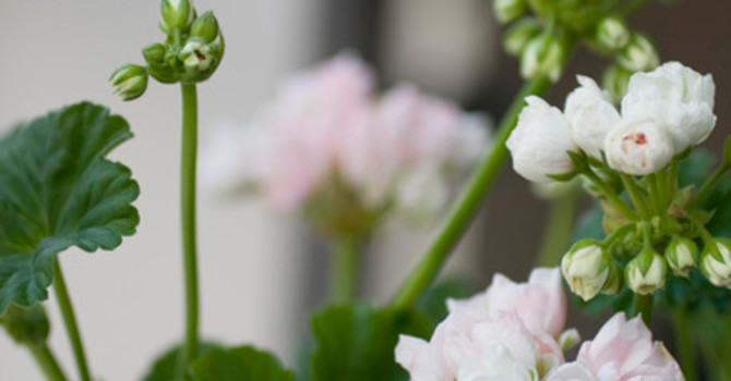 Mårbacka tulpanpelargon.
Foto: Blomsterfrämjandet