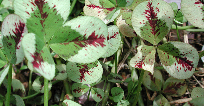 'Dragon's Blood' har vackra, vit- och rödbrunfläckiga blad
Foto: Sylvia Svensson