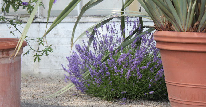 Lavendel i grus / Foto: Anna Theorin