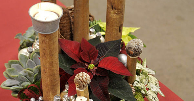 Julstjärnegrupp med ljus
Foto: Sylvia Svensson