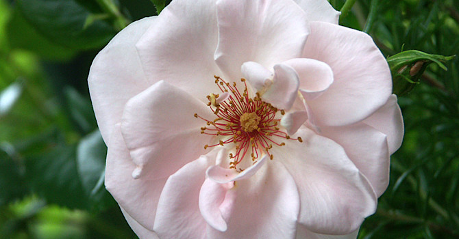 Klätterrosen, _Rosa_, 'Bolero' i närbild. Foto: Sylvia Svensson