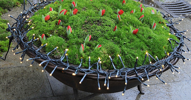 Redan utanför växthuset är det juligt med små, röda jultulpaner och ljusslingor.
Foto: Sylvia Svensson