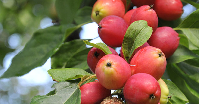 Fruktmögel på äpple. Foto: Sylvia Svensson