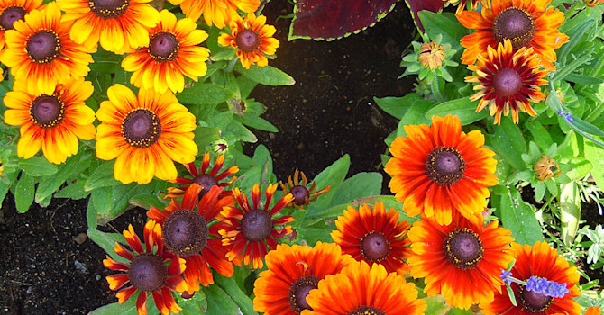 _Rudbeckia hirta_ var. _pulcherrima_ 'Toto Rustic'
Foto: Sylvia Svensson