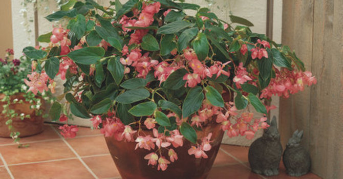 Begonia 'Dragon Wing' Pink.