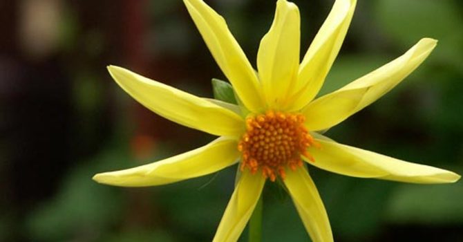 Dahlia 'Honka'.
