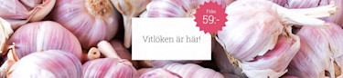 Vitlök