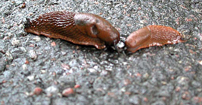 Spansk skogssnigel.