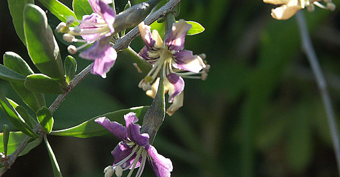 Bocktörne, även kallat gojibär, som blommar. Foto: Sylvia Svensson